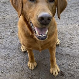 Cedar - Labrador Retriever