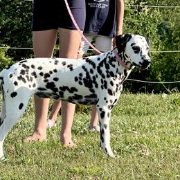 Malibu - Dalmatian