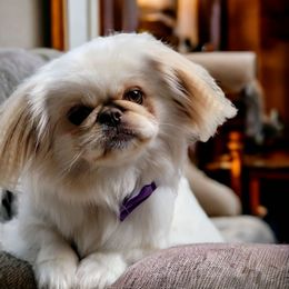 Princess - Pekingese