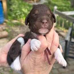Stevie - Parti female Goldendoodle puppy in Prosperity, Pennsylvania from Stelladoodles & Company