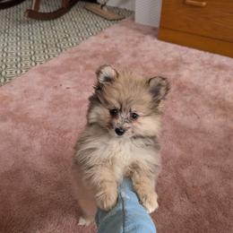 Pomeranian Puppies from Harringtons Pomeranian Playground