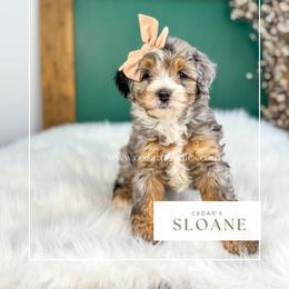 S l o a n e - Blue merle female Bernedoodle puppy in Cedar City, Utah from Cedar Doodles- Home of the Teddybear Goldendoodle