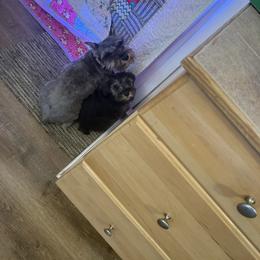 Leo black and silver - Black and silver male Miniature Schnauzer puppy in Kansas City, Kansas from Liliana's Mini Schnauzers