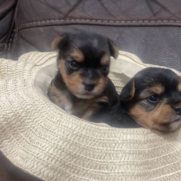Yorkshire Terrier All Grown Up from Yorkie love