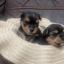 Yorkshire Terrier All Grown Up from Yorkie love