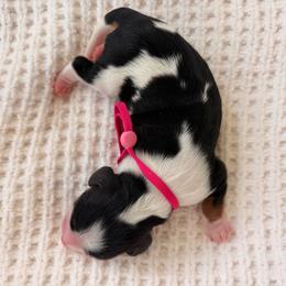 Stormy - Tri-color female Cavalier King Charles Spaniel puppy in Katy, Texas from True Heart Cavaliers llc