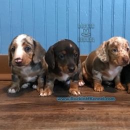 Dachshund and Labrador Retriever Puppies from Rockin M Kennel