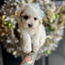 Miracle - White female Poodle puppy in Adolphus, Kentucky from Deerly Poodles