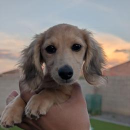 Pearl - Fawn (isabella) and tan female Dachshund puppy in Waddell, Arizona from The Bearded Companions