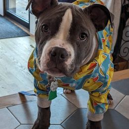 American Bully Puppies from Night Court Bullies