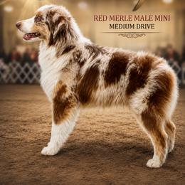Bentley - Miniature Australian Shepherd
