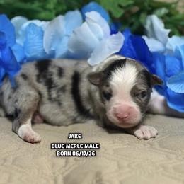 Jake - Blue merle male Australian Shepherd puppy in Bethany, Connecticut from Wynter Thyme Manor Australian shepherds