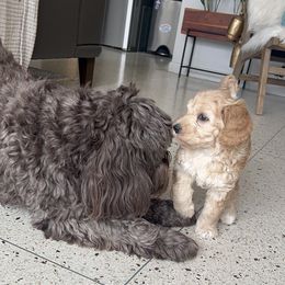 Australian Labradoodle Puppies from Australian Heritage Labradoodles