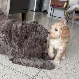 Australian Labradoodle Puppies from Australian Heritage Labradoodles