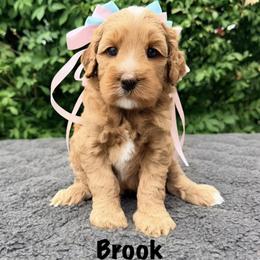 Monarch Brook - Apricot female Australian Labradoodle puppy in Mason, Michigan from Monarch Labradoodles