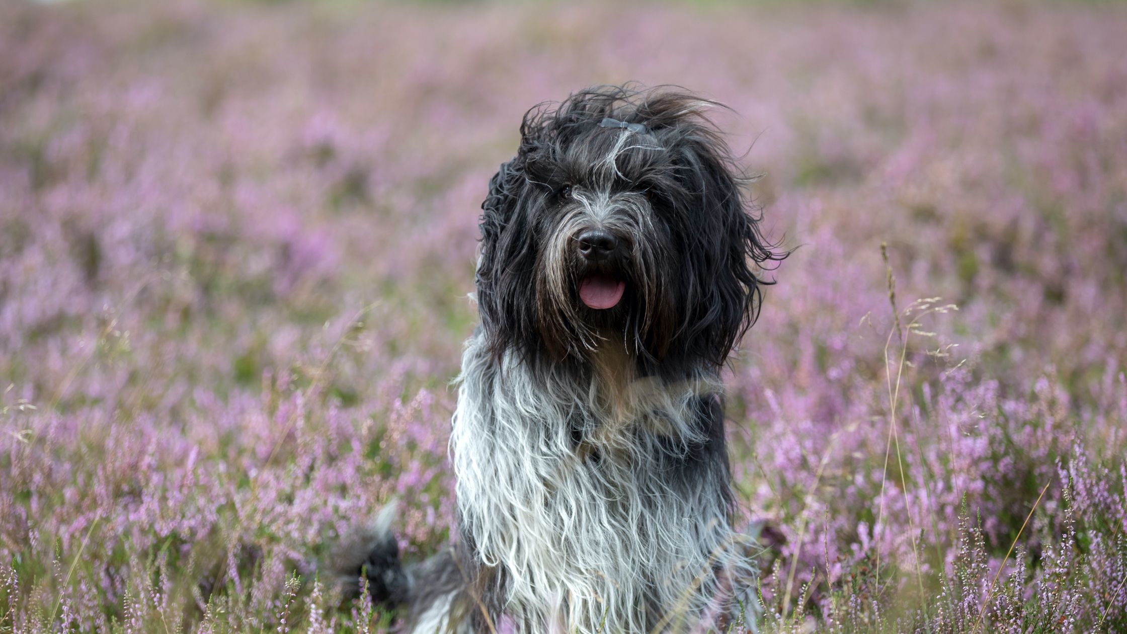 Schapendoes 2025 puppies sale