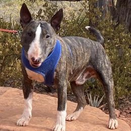 Miniature Bull Terriers from BulliKountry MBT