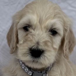 Bernedoodles and Cavapoos from Walker Hill Kennels