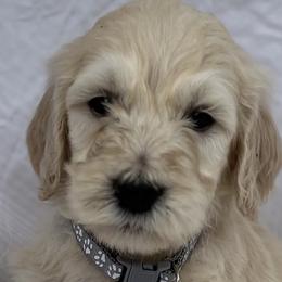 Bernedoodles and Cavapoos from Walker Hill Kennels