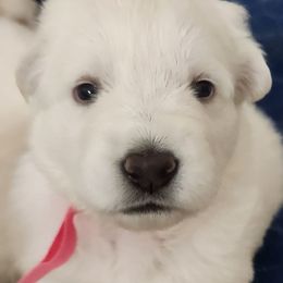 Girl 1 - White female Berger Blanc Suisse puppy in Plaucheville, Louisiana from La Nouvelle-Orléans Berger Blanc Suisse