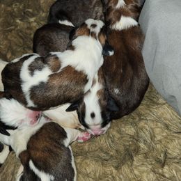 Saint Bernard Puppies from Amber's Saint Bernards