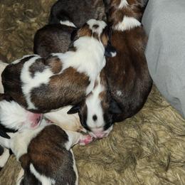 Saint Bernard Puppies from Amber's Saint Bernards