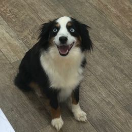 Tortilla - Toy Australian Shepherd