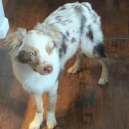 Australian Shepherds from Caylees aussies