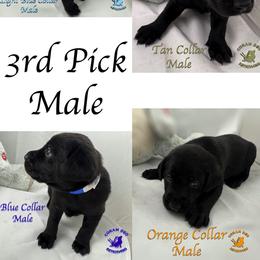 Third Pick Male - Black male Labrador Retriever puppy in Greater Houston Area, Texas from Coram Deo Retrievers