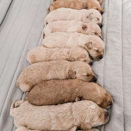 Goldendoodle Puppies from Sandy Creek Doodles