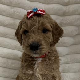 Goldendoodles from The Puppy Brigade