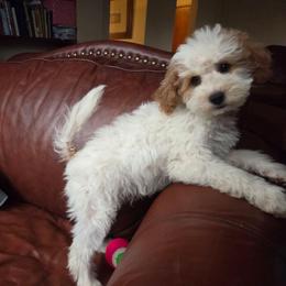Rover - Parti male Goldendoodle puppy in Eagle, Wisconsin from Nesting Dolls