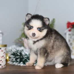 Tinsel - Gray and white female Pomsky puppy in Coos Bay, Oregon from Ocean View Pomskies