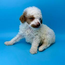 Pudding - Parti female Poodle puppy in Greeneville, Tennessee from Smokey Mountain Sheepadoodles