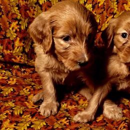 Goldendoodles from Doodle Creek Farm