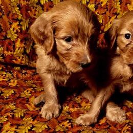 Goldendoodles from Doodle Creek Farm