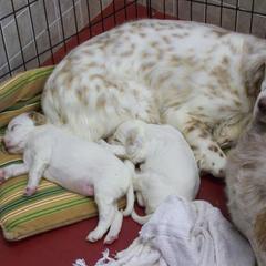 English Setter Puppies from Finlauson's Pet Care Center and Granite State Service Dogs