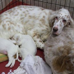 English Setter Puppies from Finlauson's Pet Care Center and Granite State Service Dogs