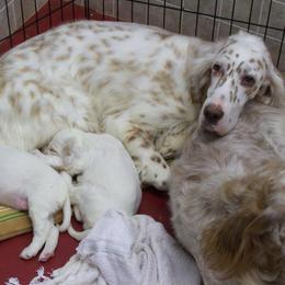 English Setter Puppies from Finlauson's Pet Care Center and Granite State Service Dogs