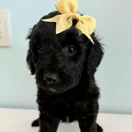 Aussiedoodle and Labradoodle Puppies from Doodles on Duty