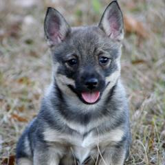Swedish Vallhund Puppies from Beidelyn Swedish Vallhunds