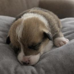 12 Gray collar - Fawn male Pembroke Welsh Corgi puppy in Port Republic, Maryland from Bestfurends