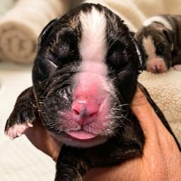 Brindle boy 3 - Brindle male Boxer puppy in Red Boiling Springs, Tennessee from Silver Rain