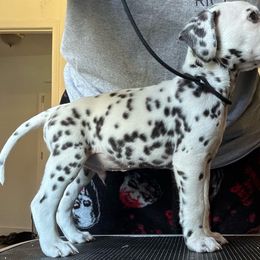 Charles - White and liver brown Dalmatian puppy in Richmond, Virginia from Darrfield