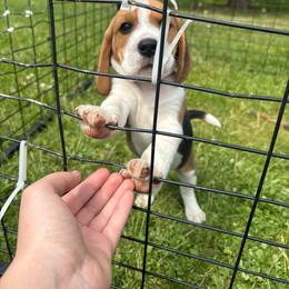 Reese's - Black tan and white male Beagle puppy in St. Cloud, Minnesota from Beagle Blessings