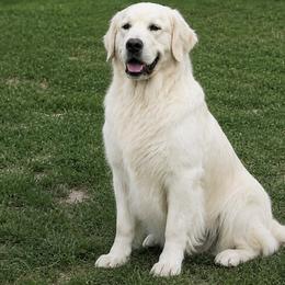 Legolas - Golden Retriever