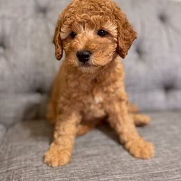 Goldendoodle Puppies from Goldendoodle Utah