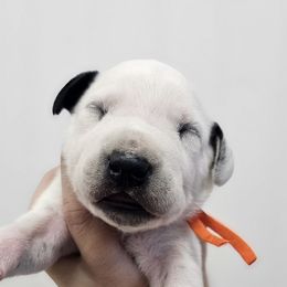 Orange collar - White and black male Dalmatian puppy in Knoxville, Tennessee from Dazzling Dalz
