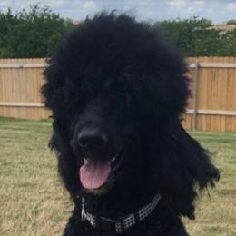 Poodles from Randi Poodles