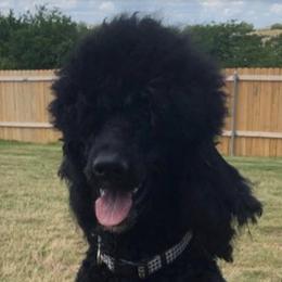 Poodles from Randi Poodles